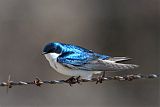 Tree Swallow